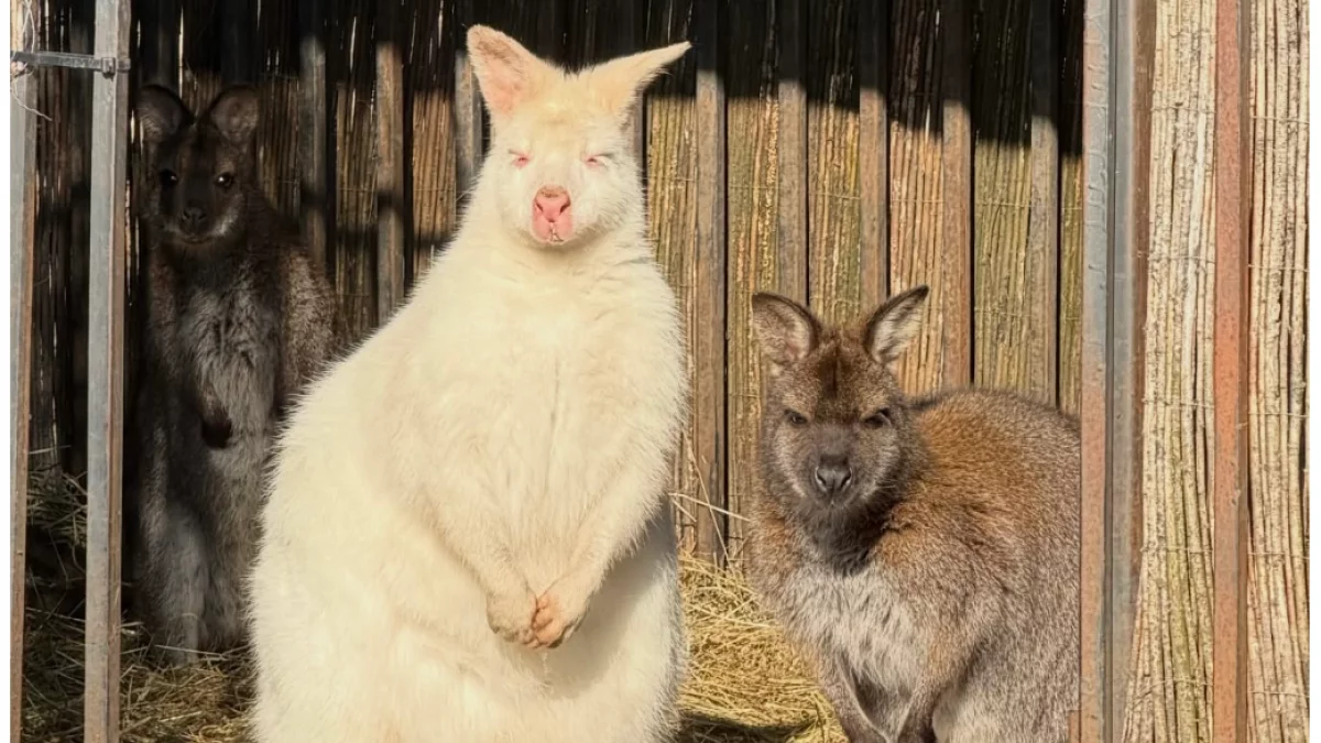 Wyjątkowe zwierzęta urodziły się w woj. łódzkim. Maluchy już zachwycają odwiedzających