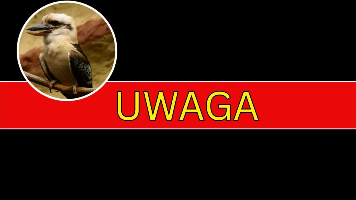 Egzotyczny drapieżnik wciąż na wolności. Tym razem był widziany w naszym mieście