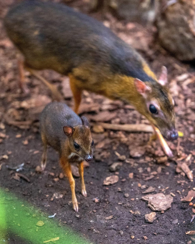 Kilkadziesiąt kilometrów od Kutna - w łódzkim zoo - urodził się myszojeleń