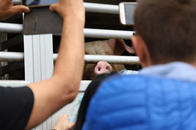 To będzie kolejny protest i czuwanie wegan pod kutnowską ubojnią