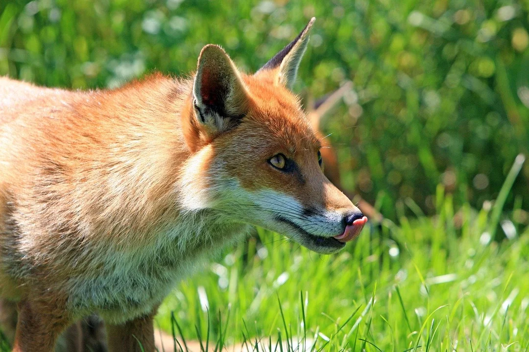 Rusza akcja szczepienia lisów w powiecie kutnowskim. Jest ostrzeżenie dla mieszkańców! - Zdjęcie główne