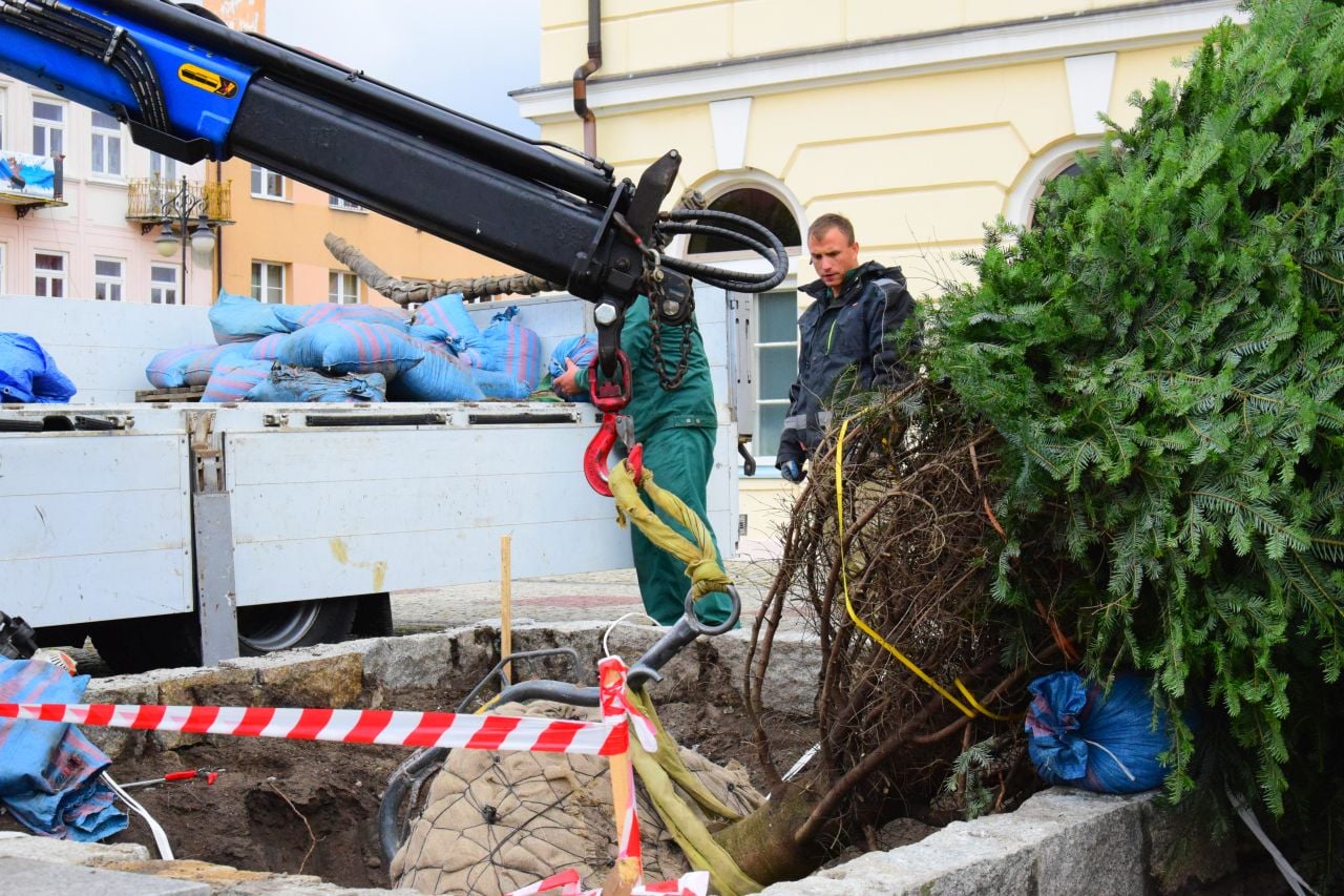 Dziś na Placu Tadeusza Kościuszki trwały prace związane z nasadzeniem jodły