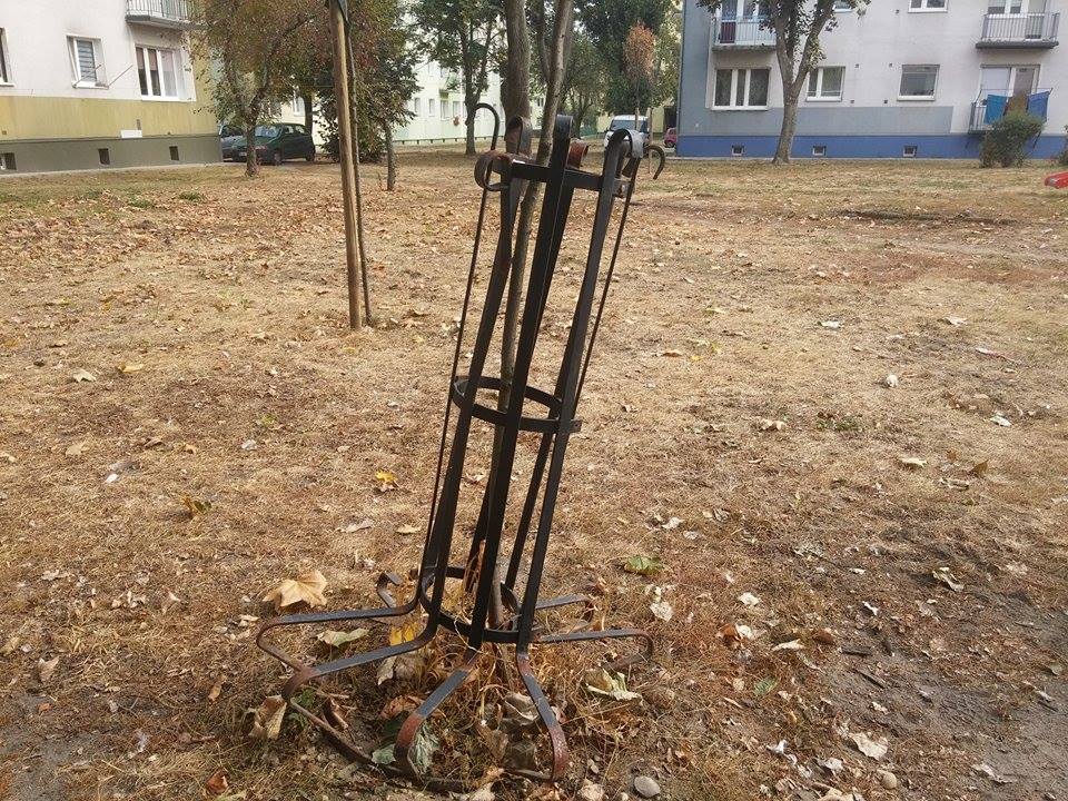 Sadzą nowe drzewa w mieście. Nie wszystkim się to jednak podoba - Zdjęcie główne