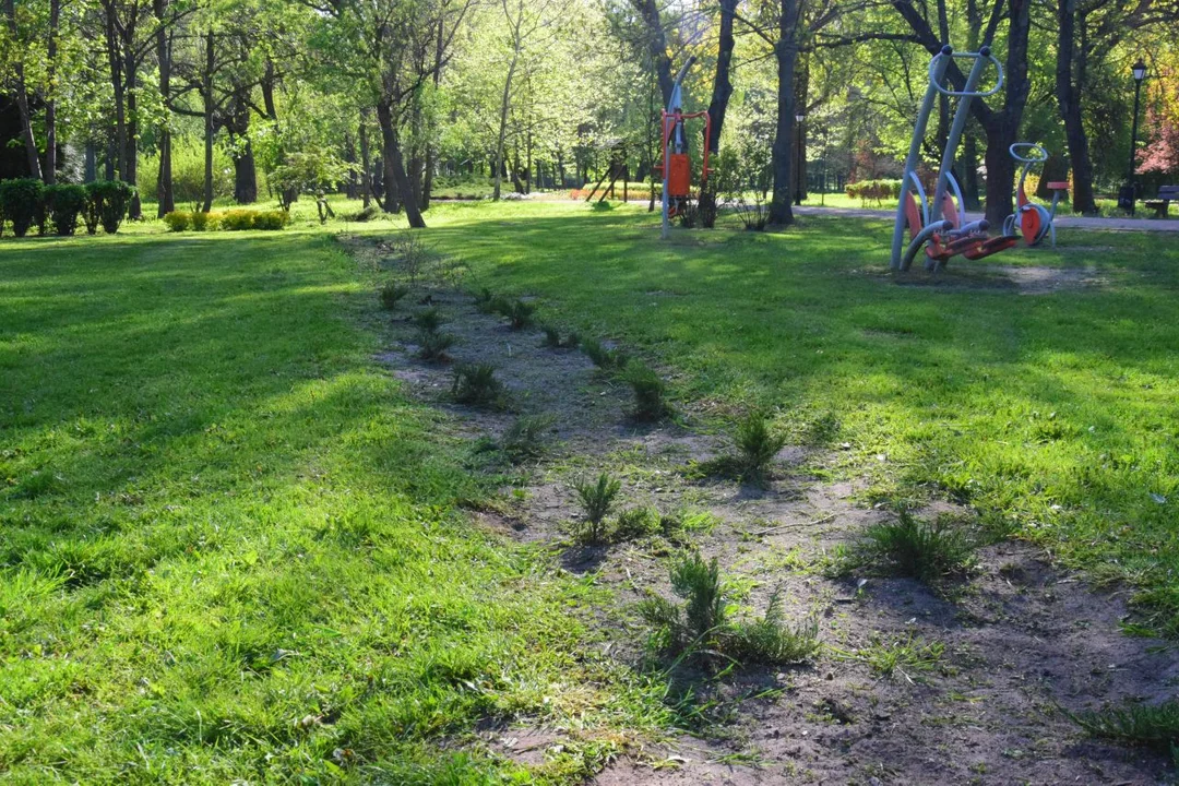 Wandale wyrządzili spore straty w Parku Miejskim w Łęczycy