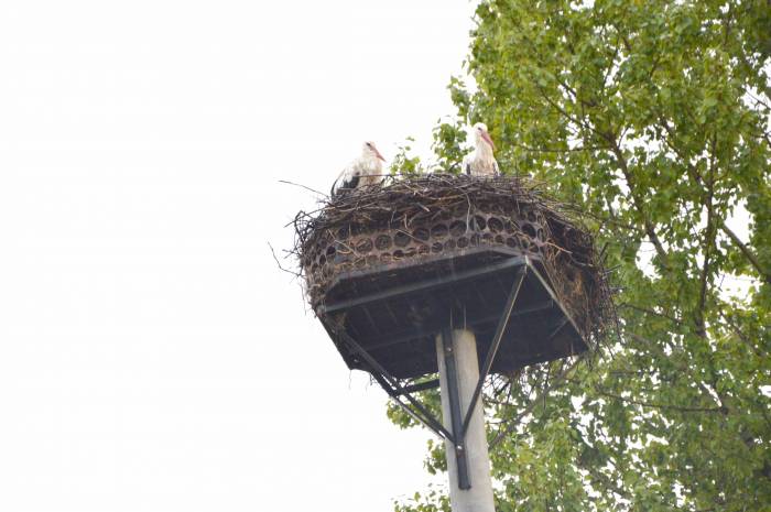 Bocianie pięcioraczki dumą gminy Piątek - Zdjęcie główne