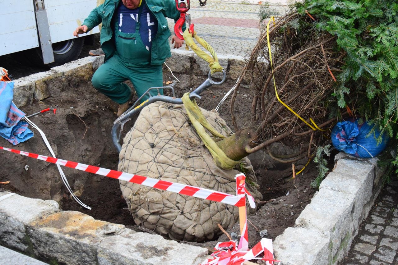 Dziś na Placu Tadeusza Kościuszki trwały prace związane z nasadzeniem jodły