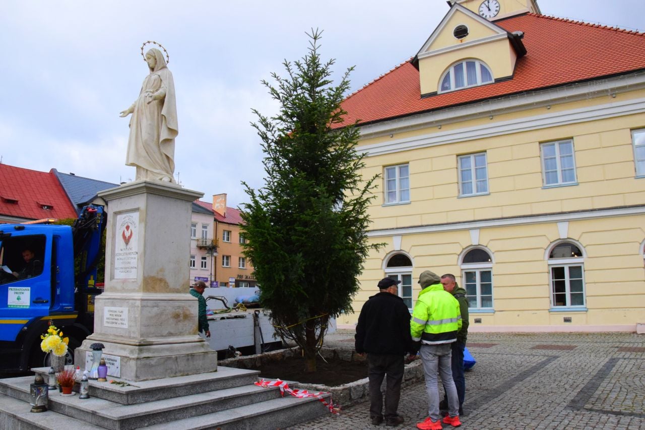 Dziś na Placu Tadeusza Kościuszki trwały prace związane z nasadzeniem jodły