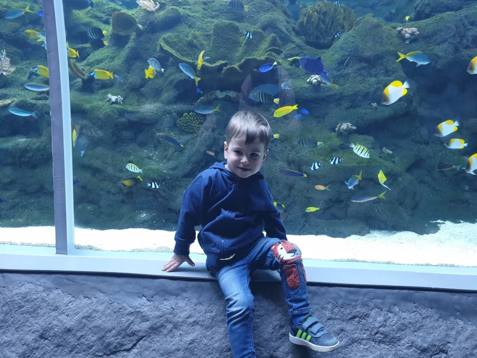 Łódzkie Orientarium otwarte. Zwiedzających zachwycają zwłaszcza rekiny i słonie