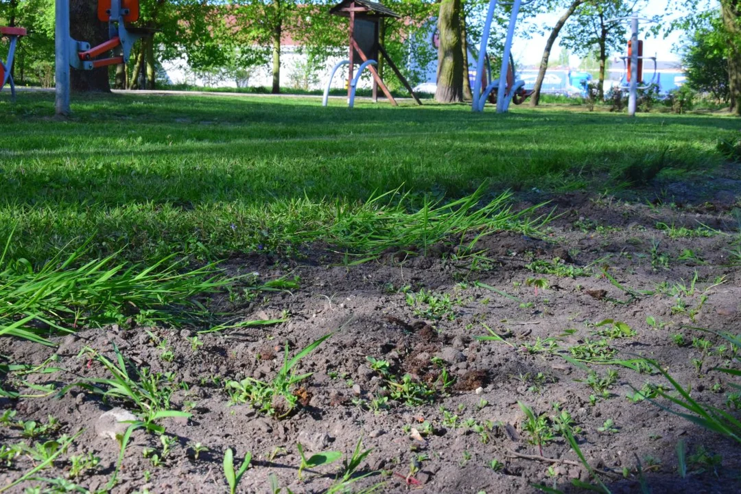 Wandale wyrządzili spore straty w Parku Miejskim w Łęczycy