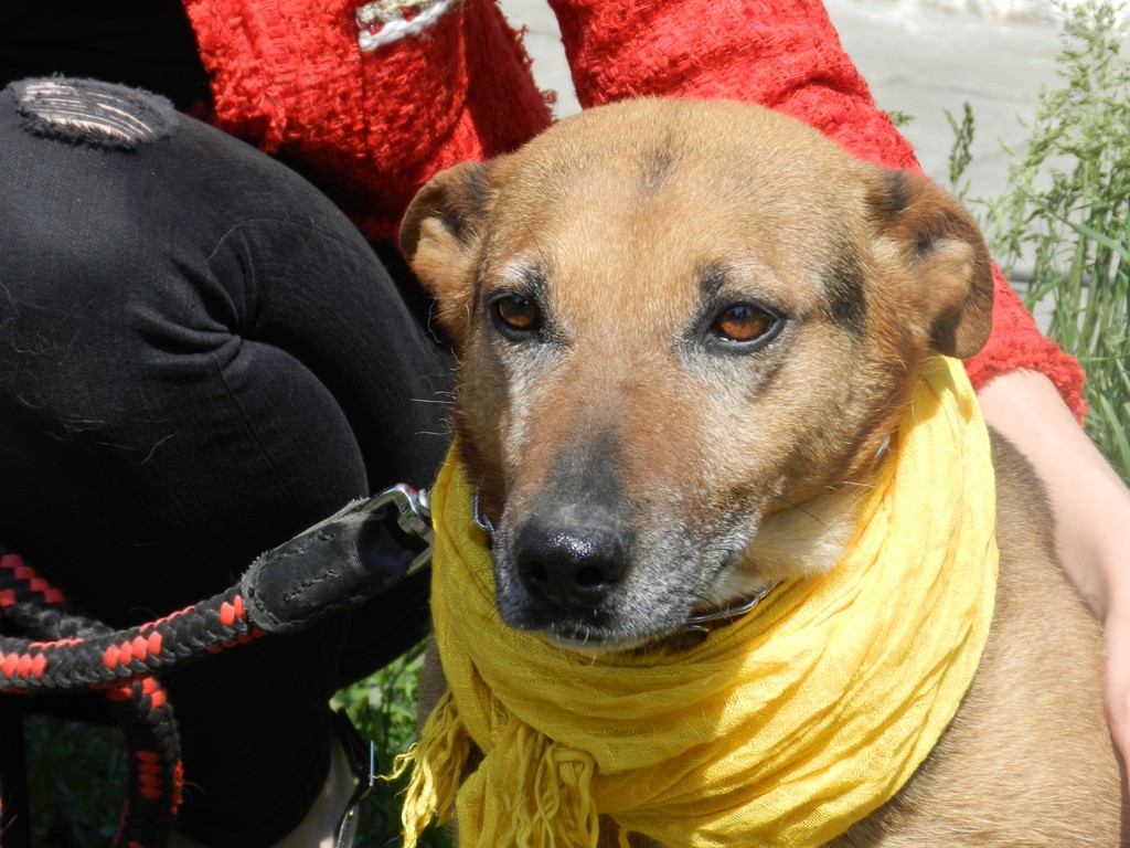 Podopieczni łęczyckiego schroniska czekają na adopcję - Zdjęcie główne