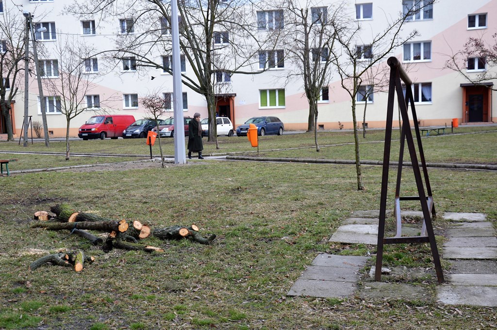 Na Zachodniej nielegalnie ścinają drzewa? - Zdjęcie główne