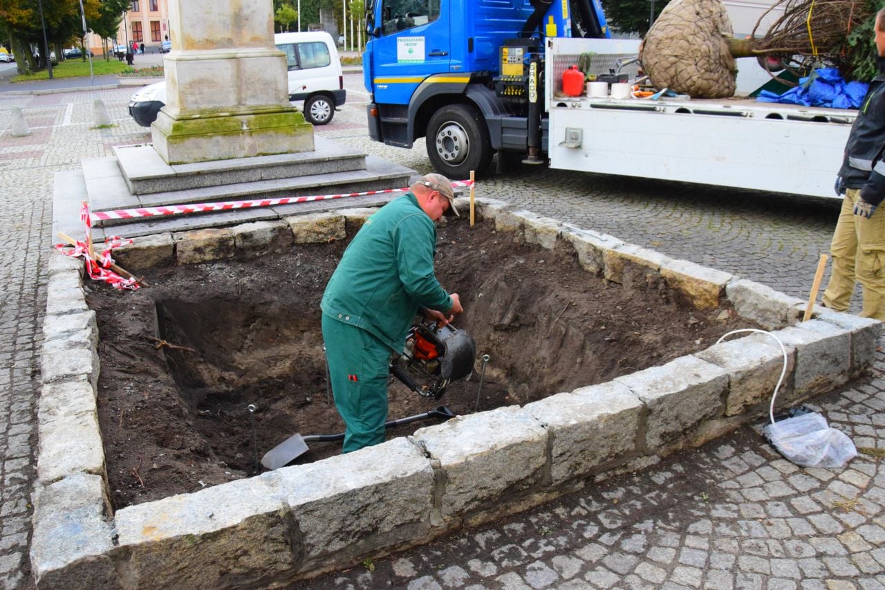 Dziś na Placu Tadeusza Kościuszki trwały prace związane z nasadzeniem jodły