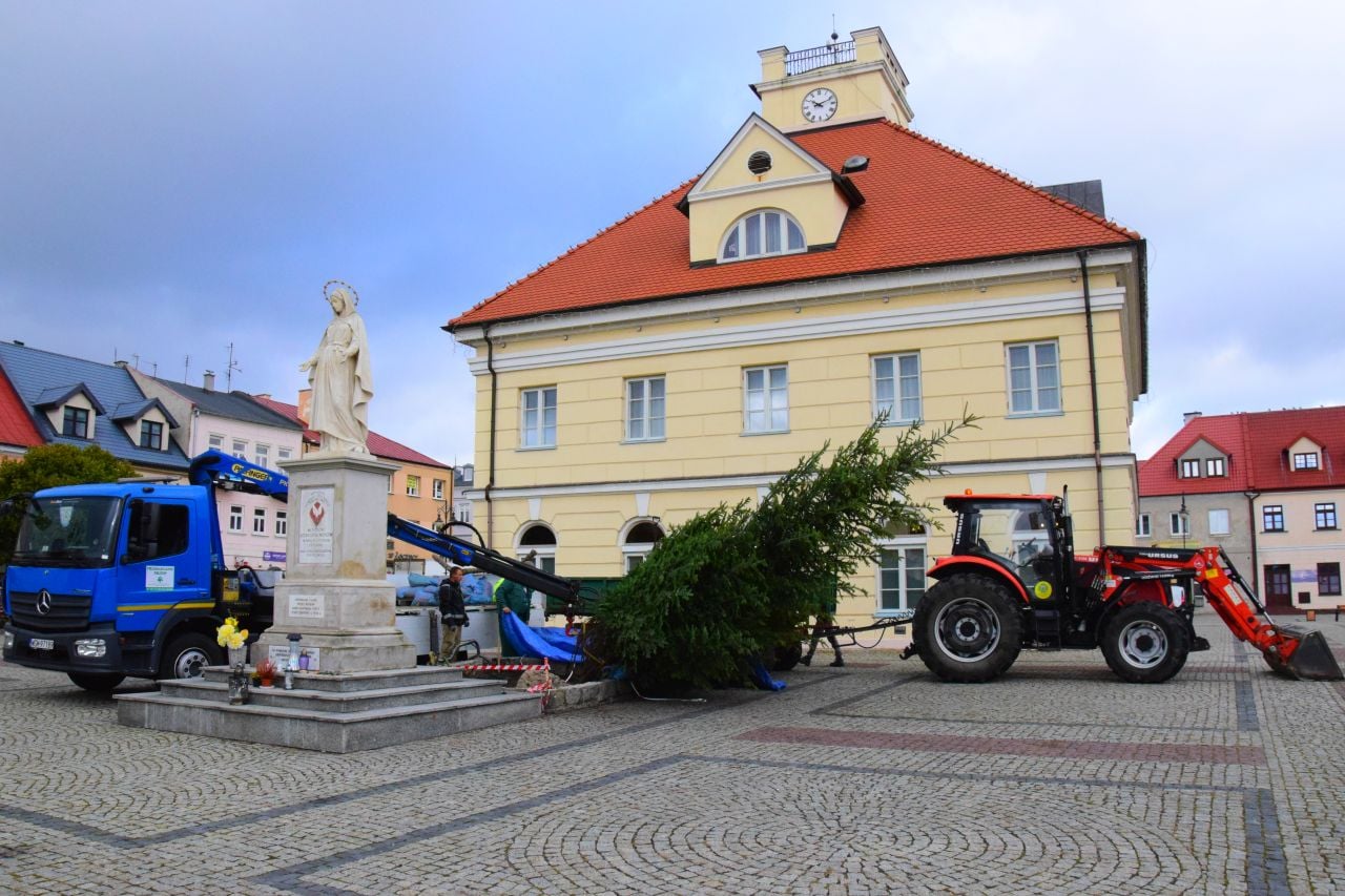 Dziś na Placu Tadeusza Kościuszki trwały prace związane z nasadzeniem jodły