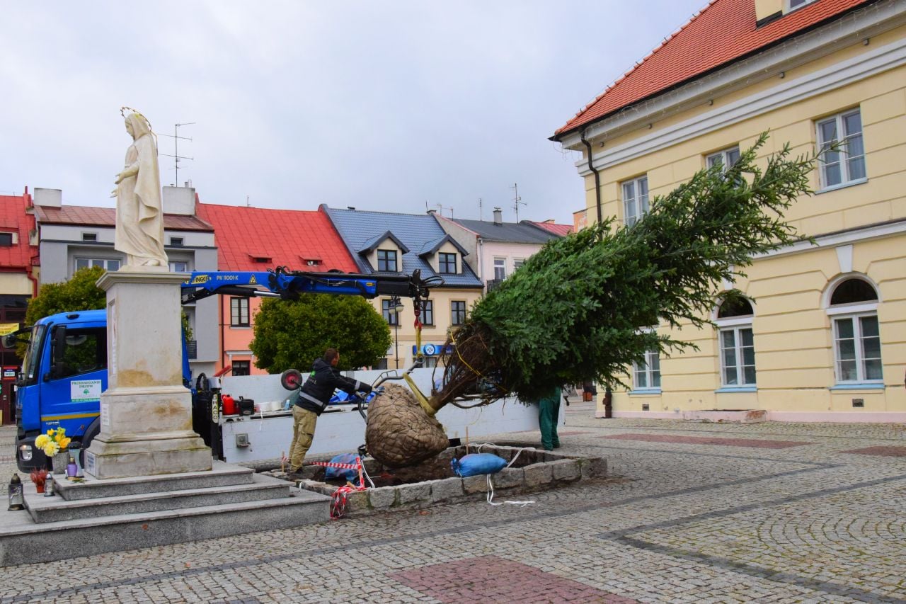 Dziś na Placu Tadeusza Kościuszki trwały prace związane z nasadzeniem jodły