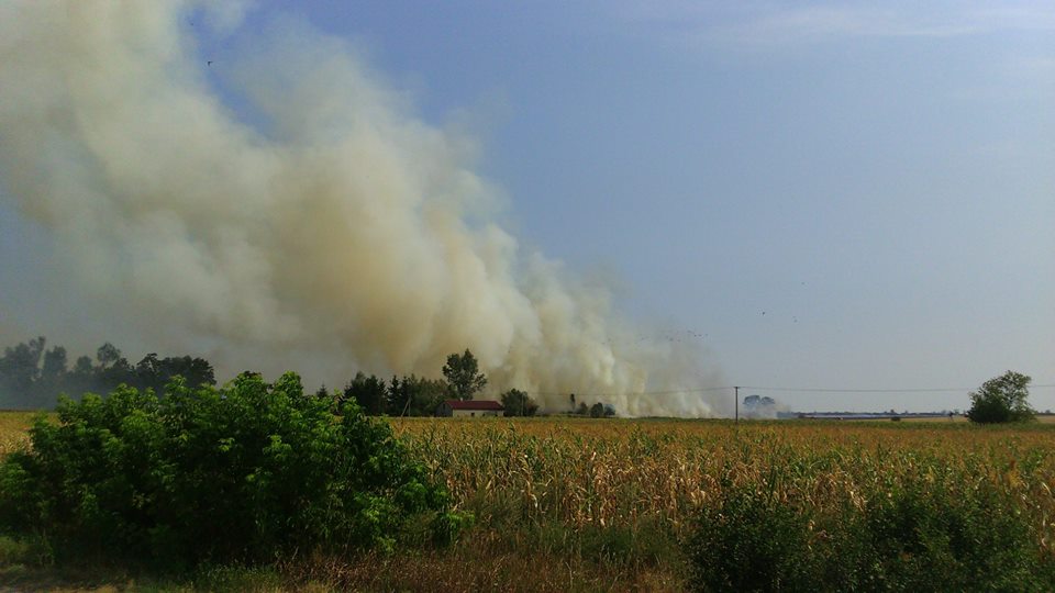 Pożar w Goszczynnie. Spłonęło 20 hektarów rżyska - Zdjęcie główne