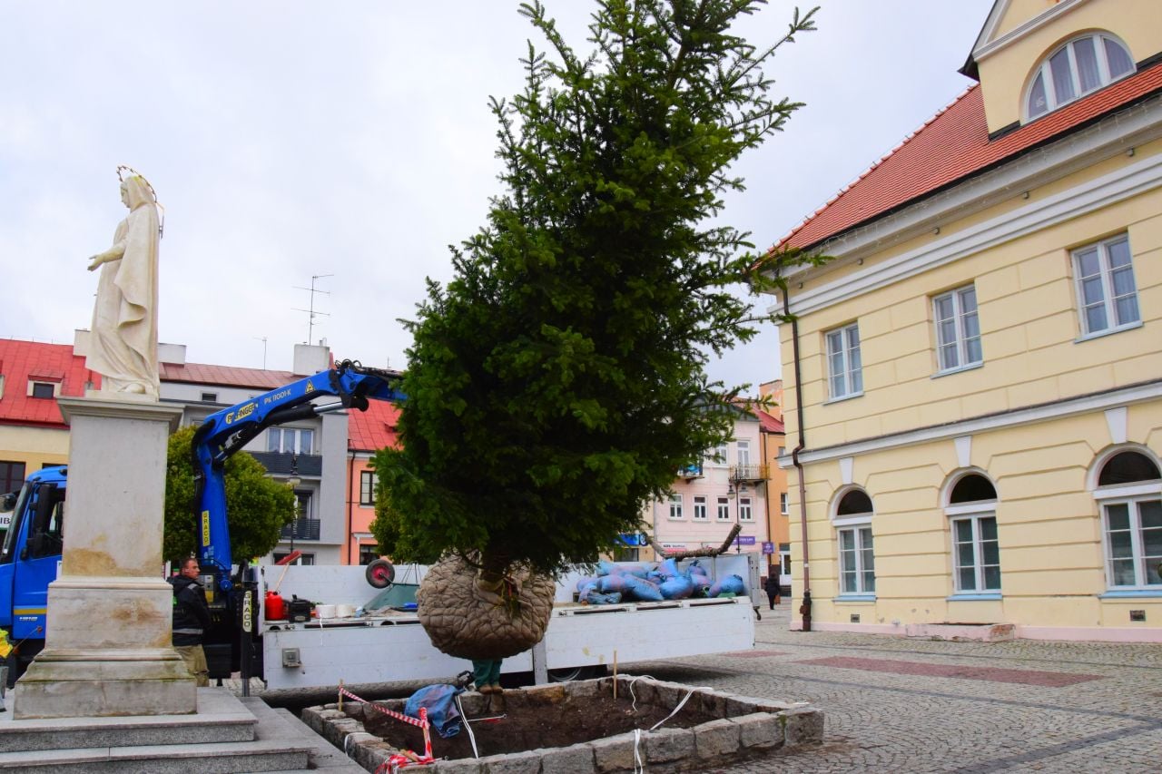 Dziś na Placu Tadeusza Kościuszki trwały prace związane z nasadzeniem jodły