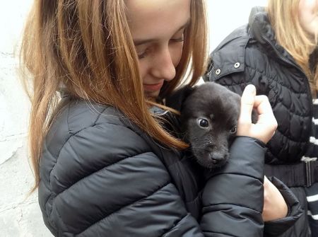 2016 Nasi wolontariusze pomogli bezdomnym zwierzętom  - Zdjęcie główne