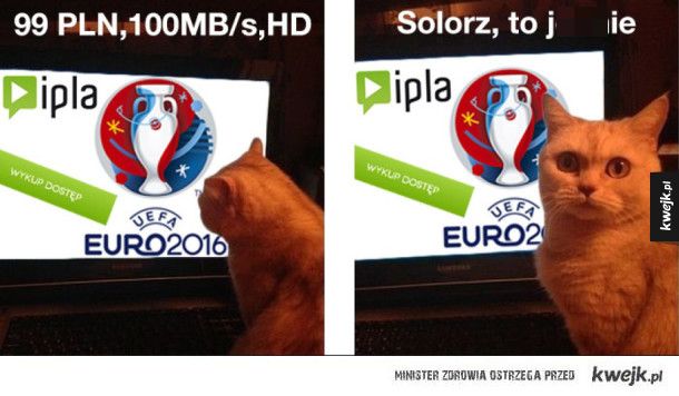 Okiem Kucharza: A gdyby koty mogły mówić? - Zdjęcie główne