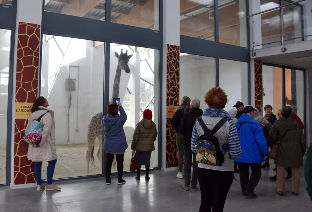 Ogród zoologiczny w Poznaniu: ul. Krańcowa 81. Placówka czynna 7 dni w tygodniu (również w święta). Ceny biletów: normalny, w dni powszednie 36 zł , w weekendy i święta 48, ulgowy w dni powszednie 22 zł, w weekendy i święta 28 zł. Poznańskie zoo obecnie jest bardzo zaangażowane w pomoc zwierzętom z Ukrainy. Wcześniej ratowała skrajnie wycieńczone tygrysy, które próbowano przewieźć przez polsko-białoruską granicę. Na ich terenie swój azyl znalazły również lisy i norki uwolnione z ferm. Gama zwierząt, która mieszka w ogrodzie jest bardzo szeroka, przeczytacie o tym na www .zoo.poznan.pl