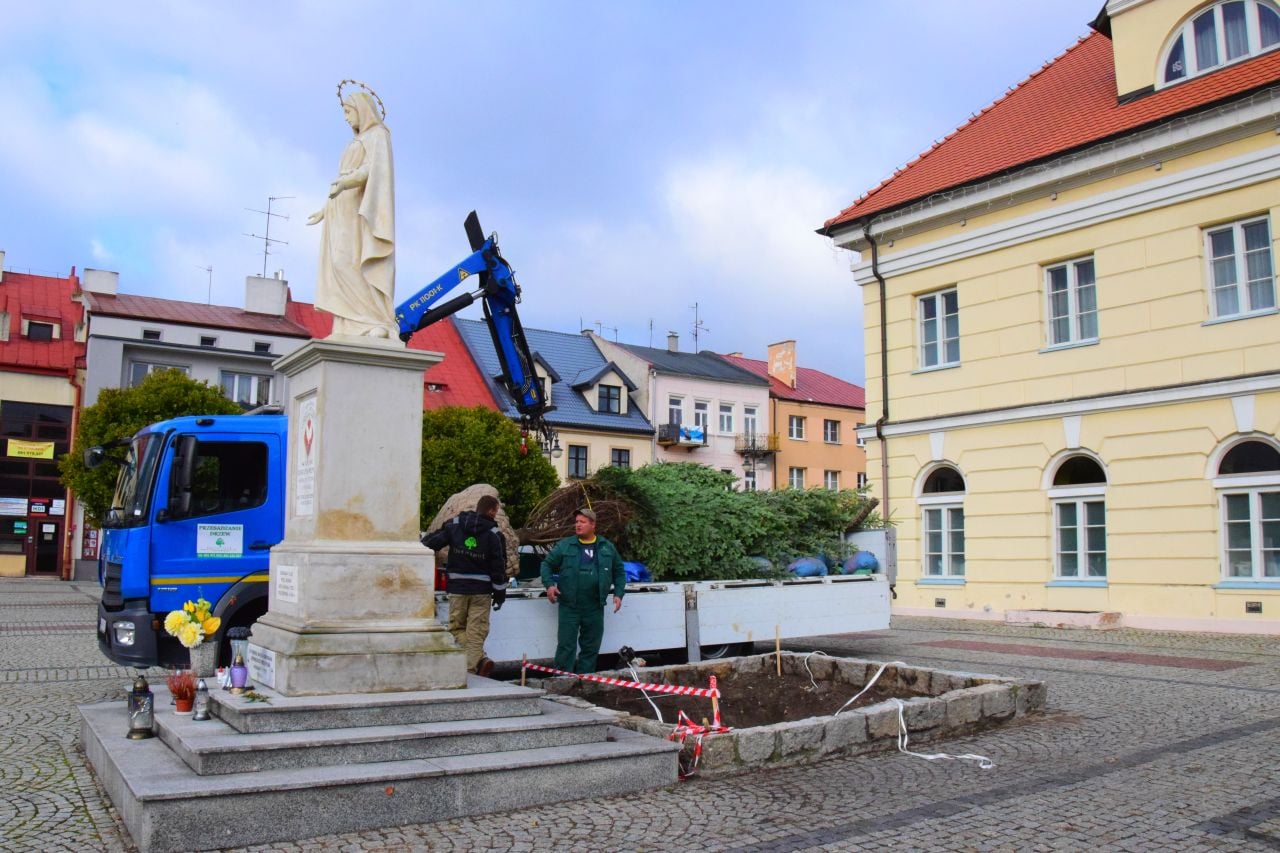 Dziś na Placu Tadeusza Kościuszki trwały prace związane z nasadzeniem jodły