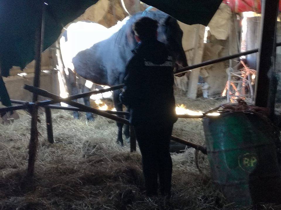 Łódzkie Towarzystwo Opieki nad Zwierzętami interweniowało pod Piątkiem - Zdjęcie główne