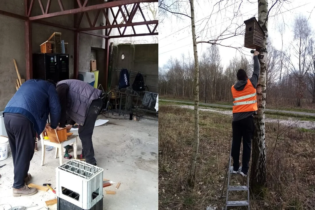 Skazani odkupują winy. Budują domki lęgowe dla ptaków, sprzątają ulice i dbają o zieleń [ZDJĘCIA] - Zdjęcie główne