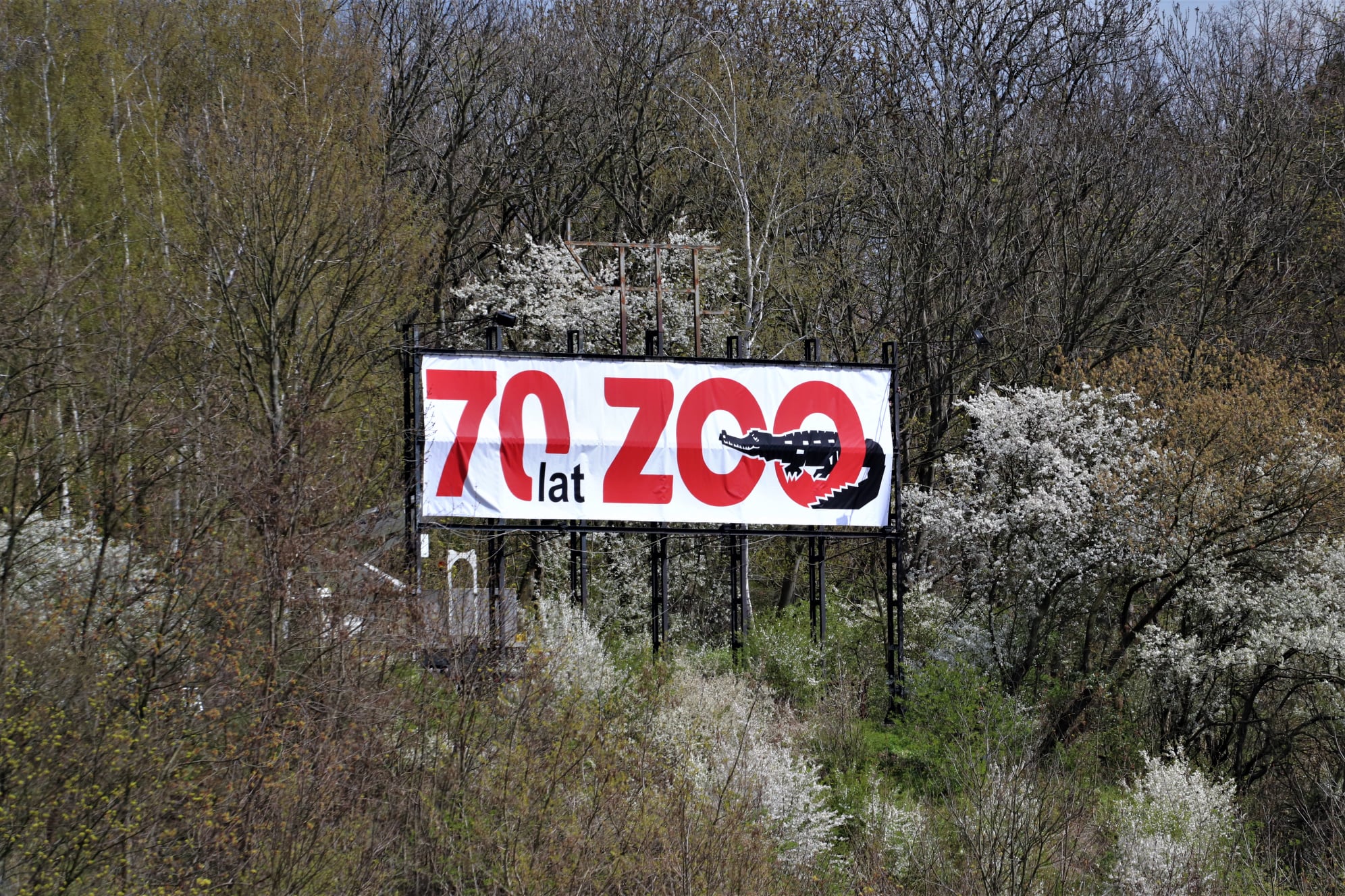 Zmiany w panoramie Płocka. Gdzie zniknął napis "ZOO" z Wzgórza Tumskiego? [ZDJĘCIA] - Zdjęcie główne