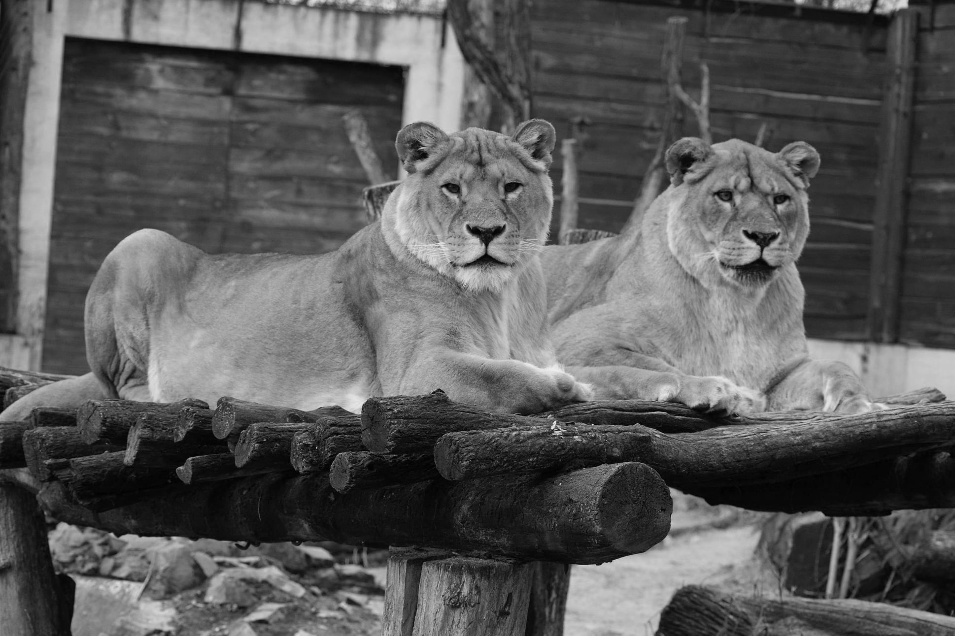 Smutna wiadomość z płockiego ZOO. Odeszła lwica Fiona - Zdjęcie główne