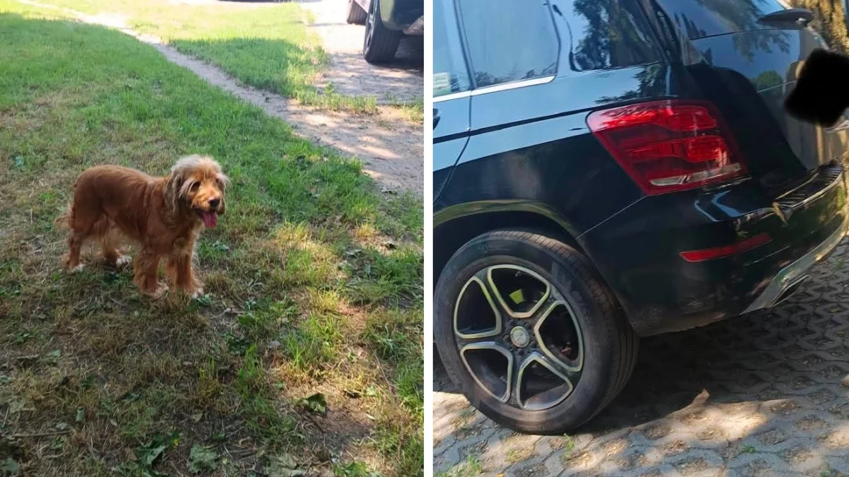 Psy zamknięte w rozgrzanym aucie. Interweniowały służby
