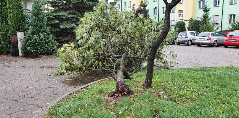 Wichura w Płocku. Połamane gałęzie, zniszczone samochody i podtopienia - Zdjęcie główne