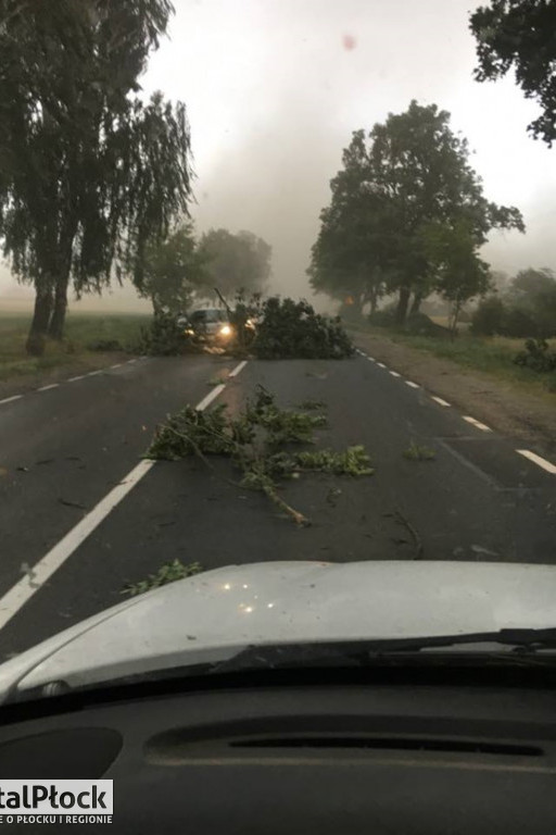 Fatalne warunki! Konary na drodze - Zdjęcie główne