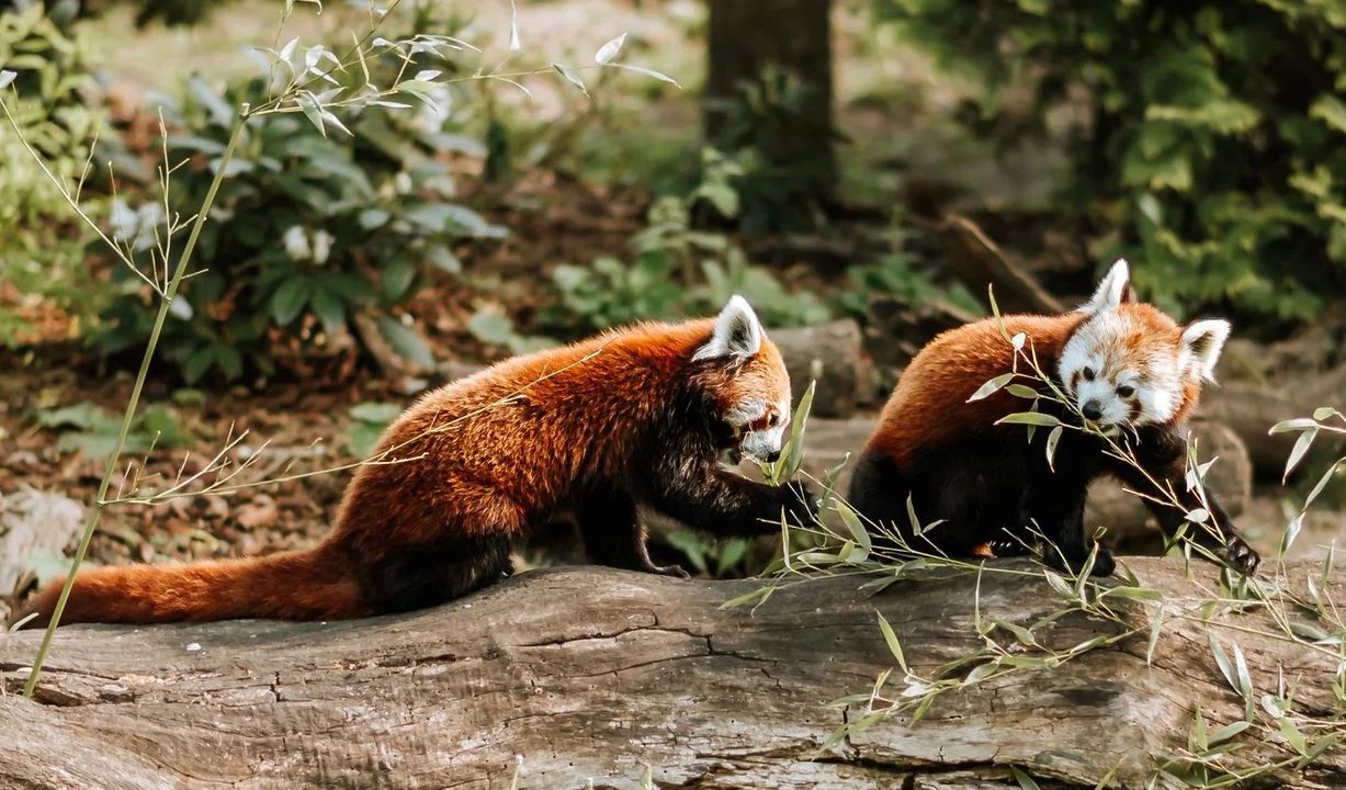 Ogniste lisy razy dwa! Kolejne narodziny w płockim ogrodzie zoologicznym - Zdjęcie główne