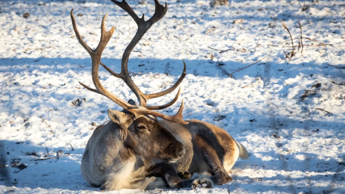 W płockim zoo można spotkać zwierzaki, które latem są nieśmiałe. W ogrodzie zapewniają: można się zdziwić - Zdjęcie główne