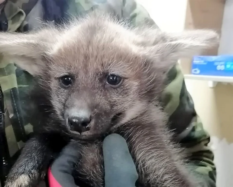 Nowe zwierzęta w płockim zoo - Zdjęcie główne