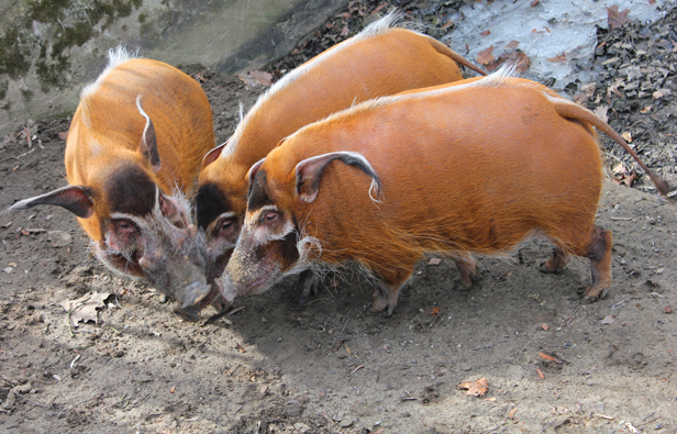 Amory w zoo: randkują świnie i ptaki - Zdjęcie główne