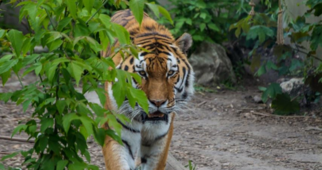 Wielkie ucieczki z płockiego zoo. Plus słodka niespodzianka - Zdjęcie główne