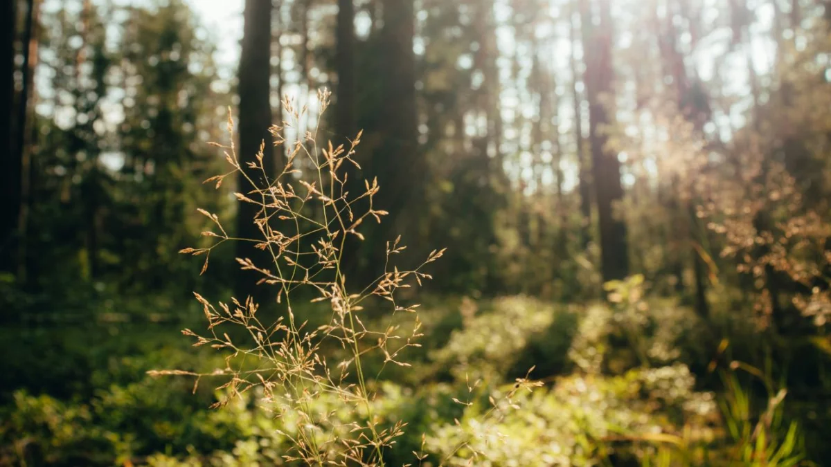 Uzupełnij swoje fotorelacje z podróży zdjęciami makro - Zdjęcie główne