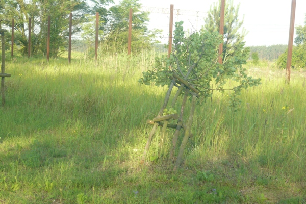 Wandale zniszczyli kilkadziesiąt drzew - Zdjęcie główne