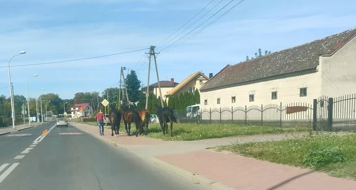 Cztery konie wybrały się na spacer po Podolszycach - Zdjęcie główne