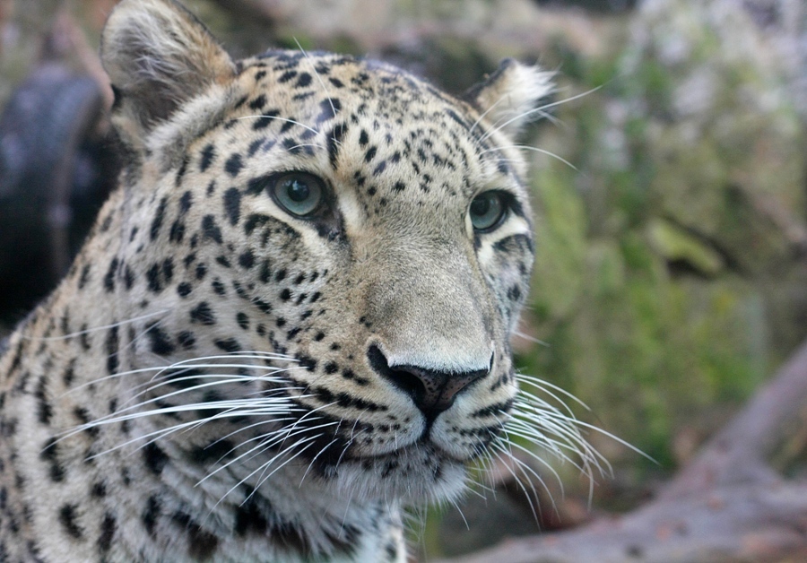 W płockim ZOO nie ma już lamparta [ZDJĘCIA] - Zdjęcie główne