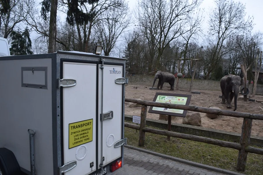 Płockie zoo wzbogaciło się o trzy lwy 