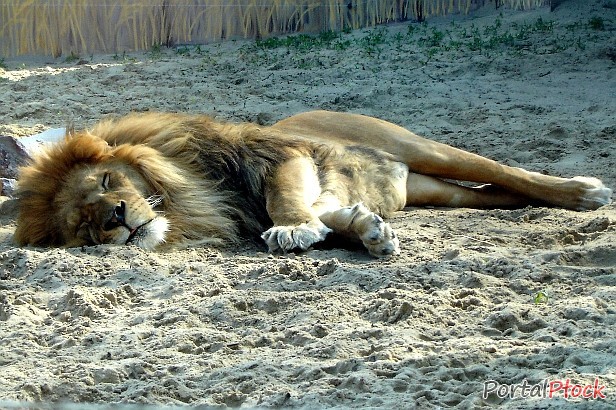 Darmowe półkolonie w zoo. Zapisy trwają - Zdjęcie główne