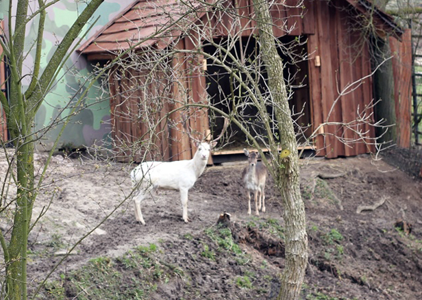 Prezydent Polski przekazał zoo… daniele - Zdjęcie główne