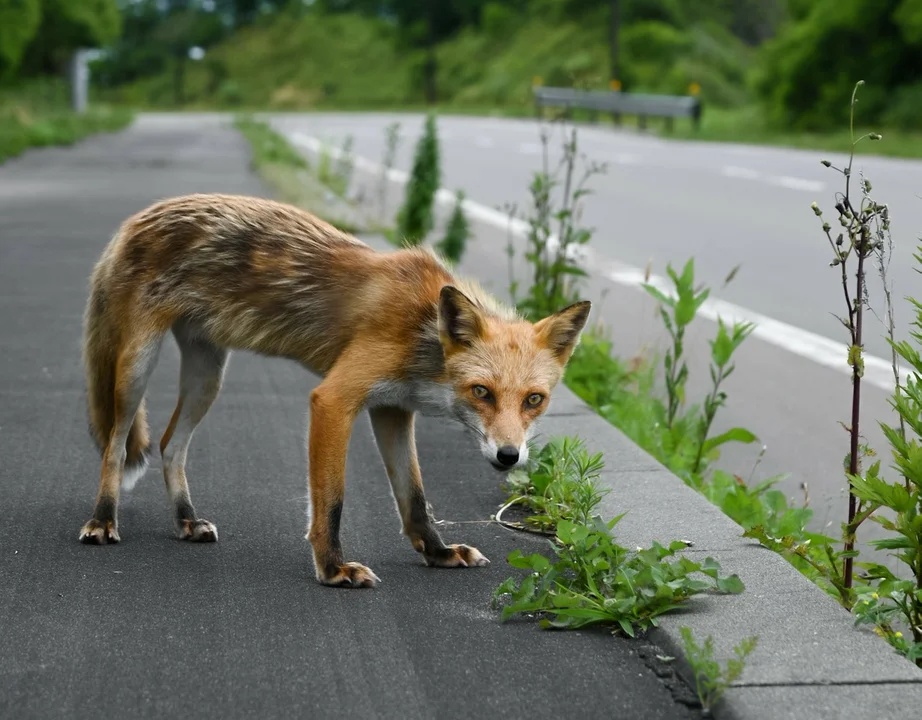 Lisy z młodymi zakradają się do domostw pod Płockiem. Jest specjalny komunikat! - Zdjęcie główne