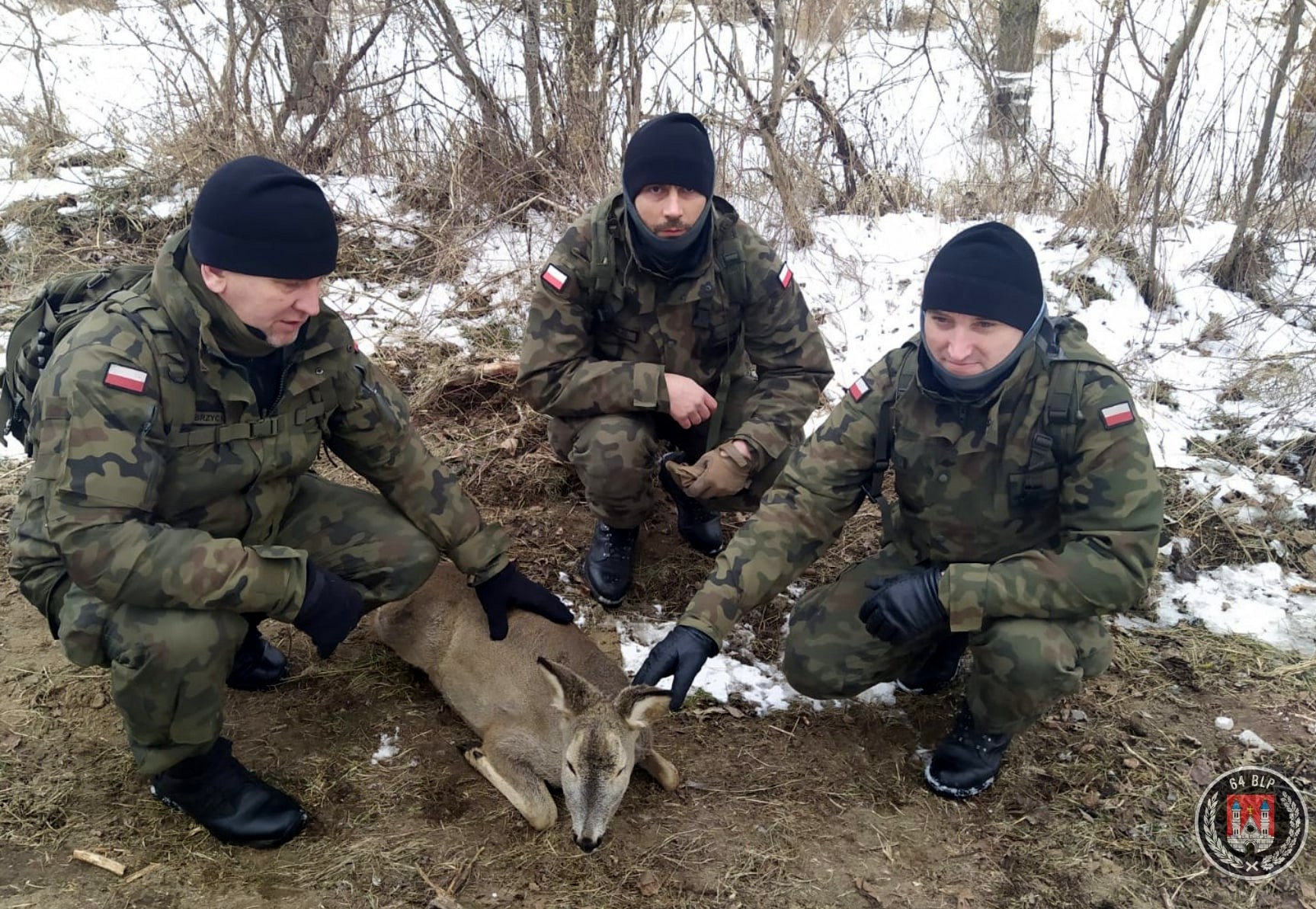 Zwierzęta walczą z żywiołem. Terytorialsi uratowali sarnę - Zdjęcie główne