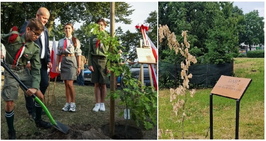 Dąb posadzony z okazji 100-lecia wojny w opłakanym stanie. "Czy ktoś zainteresował się tym drzewkiem"? - Zdjęcie główne