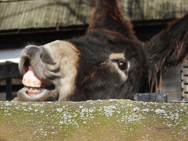 W płockim zoo będzie jak na wsi - Zdjęcie główne