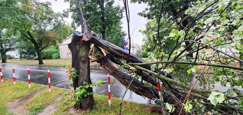 Nawałnica nad Płockiem. Powyrywane drzewa, zablokowane ulice [ZDJĘCIA] - Zdjęcie główne