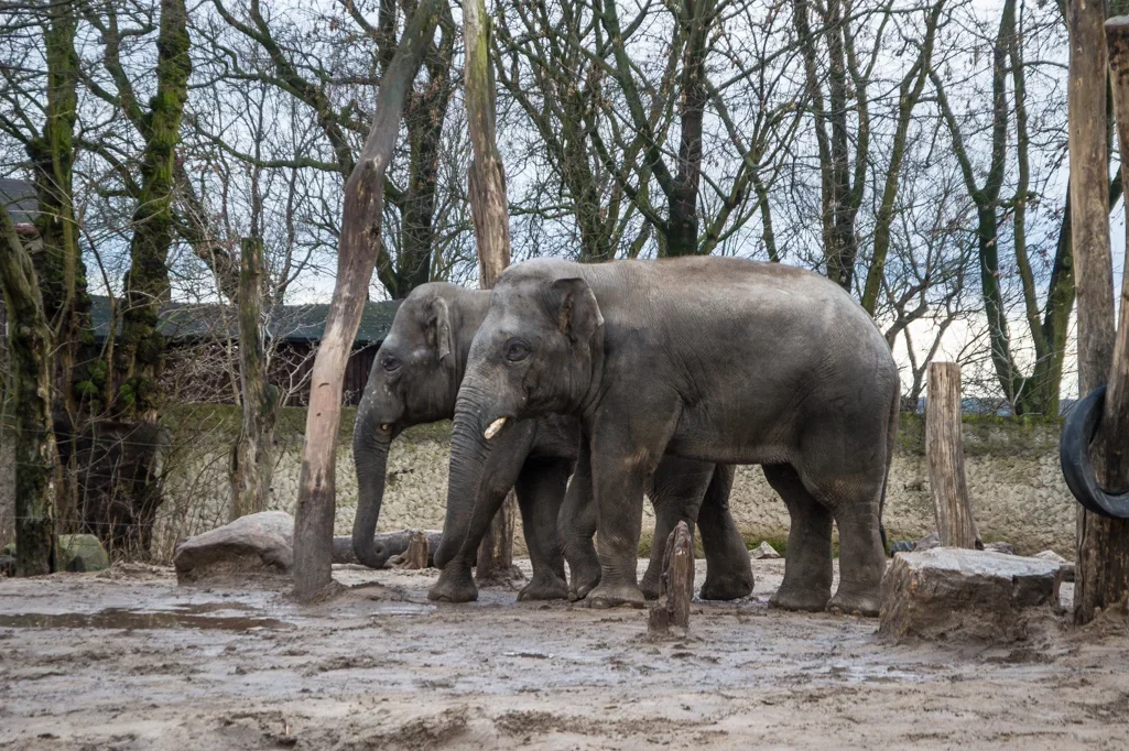 Wysoka frekwencja i rekordowe przychody. W płockim ZOO podsumowują rok - Zdjęcie główne