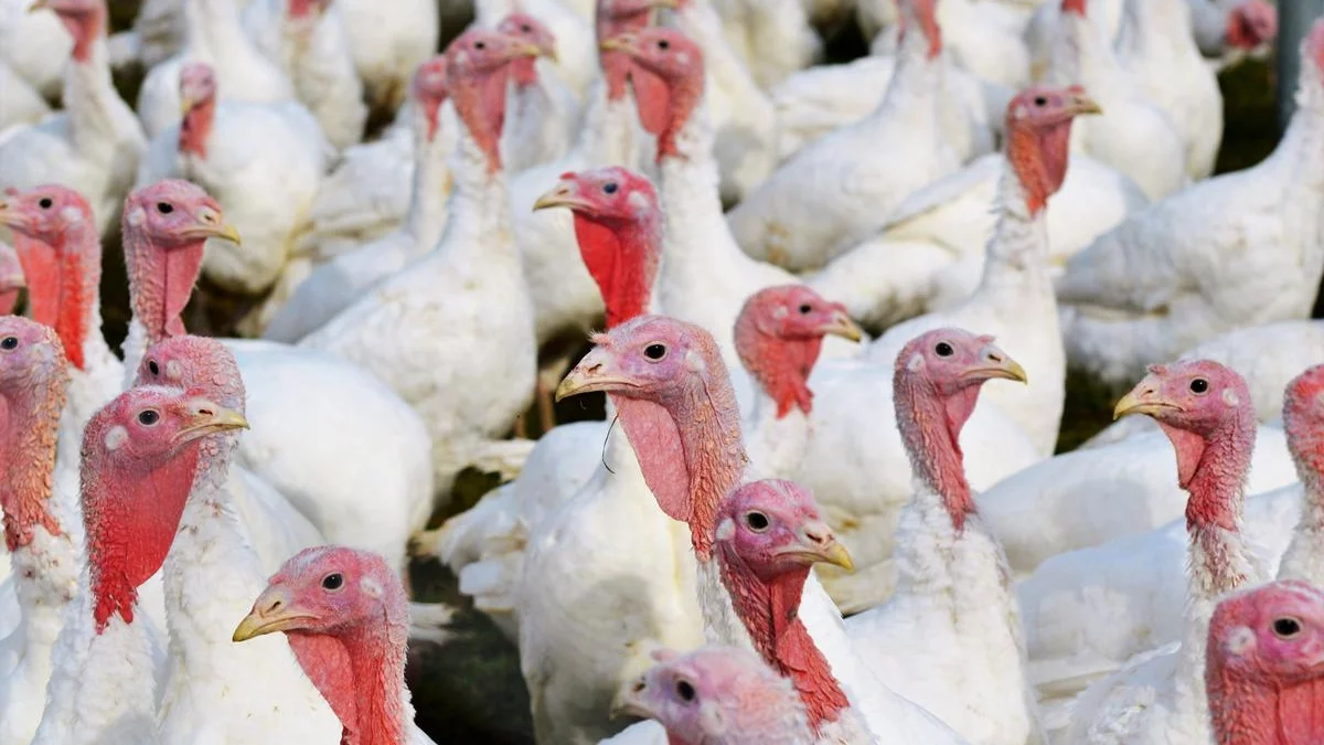 Ferma na 80 tysięcy indyków, a obok domy. Mieszkańcy: "O sprawie dowiedzieliśmy się przypadkiem"